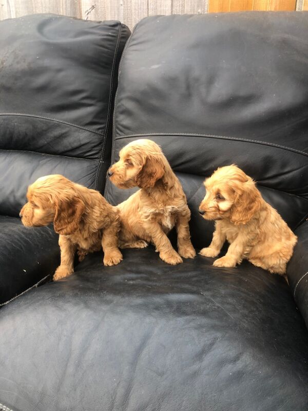 Cockapoo puppies for sale in Cranleigh, Surrey – 8 weeks old - Image 2 of 10