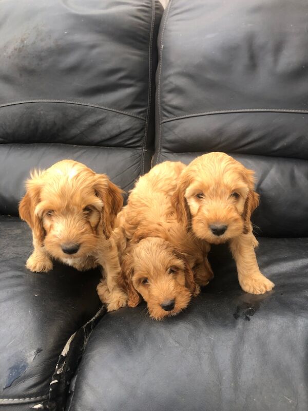 Cockapoo puppies for sale in Cranleigh, Surrey – 8 weeks old - Image 3 of 10