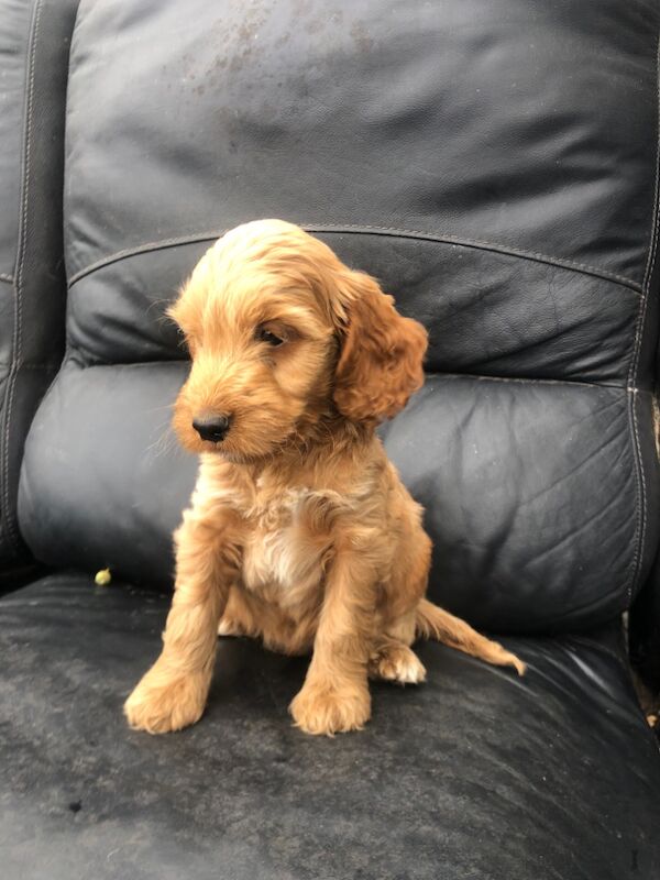 Cockapoo puppies for sale in Cranleigh, Surrey – 8 weeks old - Image 4 of 10