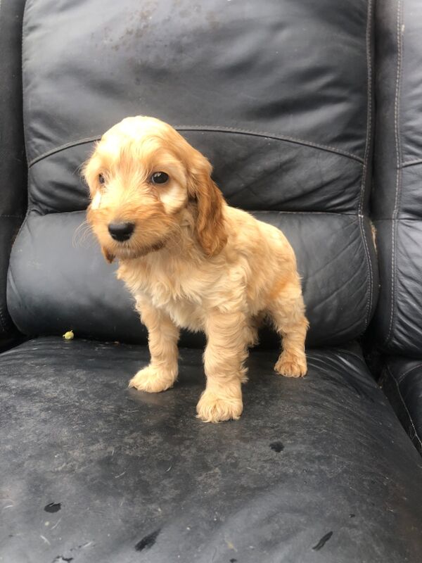 Cockapoo puppies for sale in Cranleigh, Surrey – 8 weeks old - Image 5 of 10
