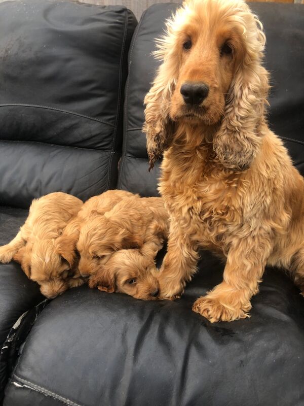 Cockapoo puppies for sale in Cranleigh, Surrey – 8 weeks old - Image 6 of 10