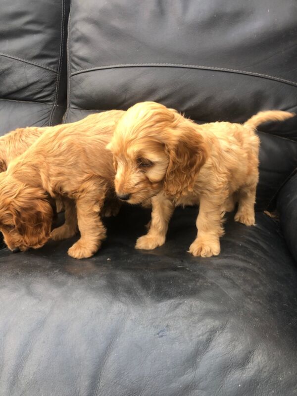 Cockapoo puppies for sale in Cranleigh, Surrey – 8 weeks old - Image 7 of 10