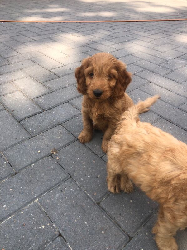 Cockapoo puppies for sale in Cranleigh, Surrey – 8 weeks old - Image 8 of 10