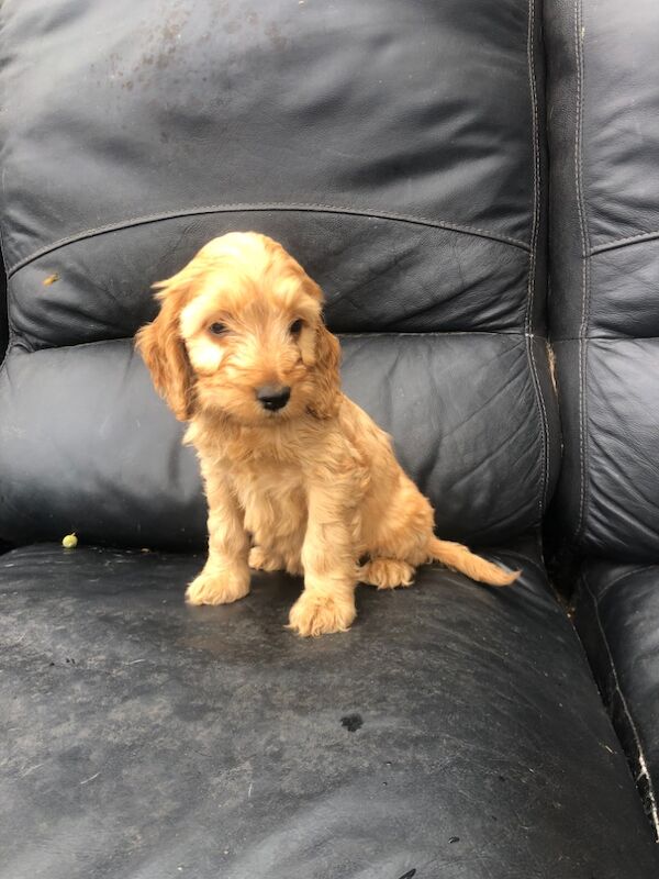 Cockapoo puppies for sale in Cranleigh, Surrey – 8 weeks old - Image 9 of 10
