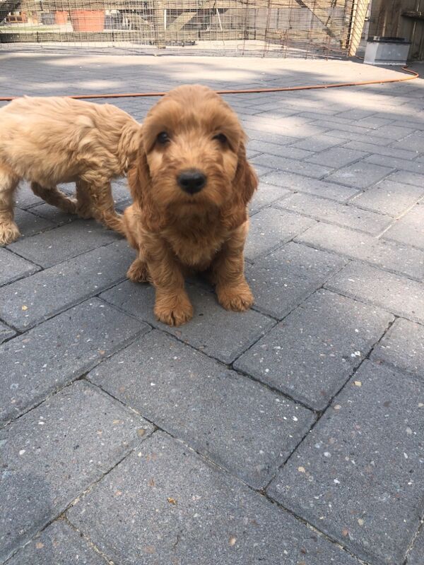 Cockapoo puppies for sale in Cranleigh, Surrey – 8 weeks old - Image 10 of 10