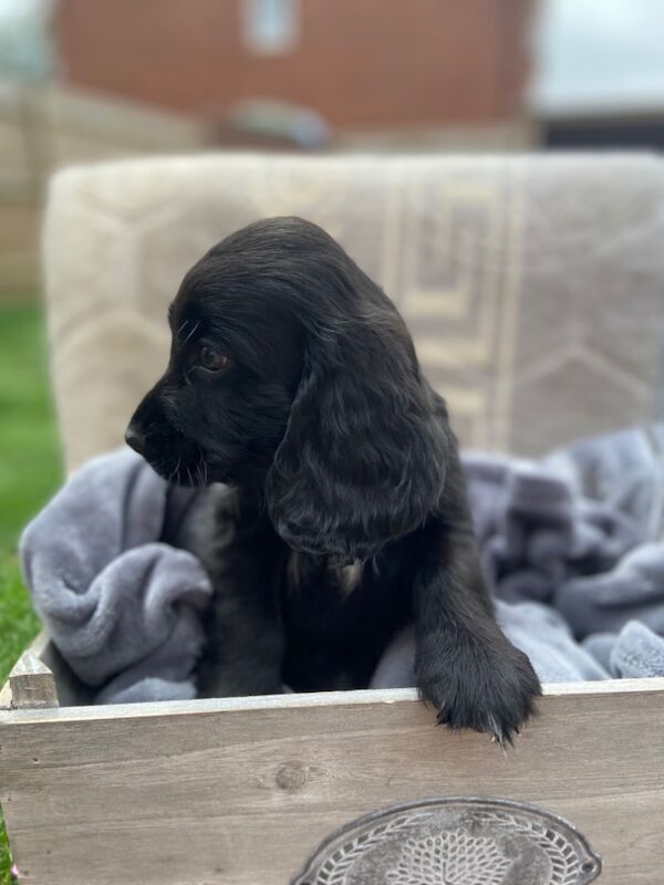Cockapoo puppies for sale in Ashford, Kent – 7 weeks old