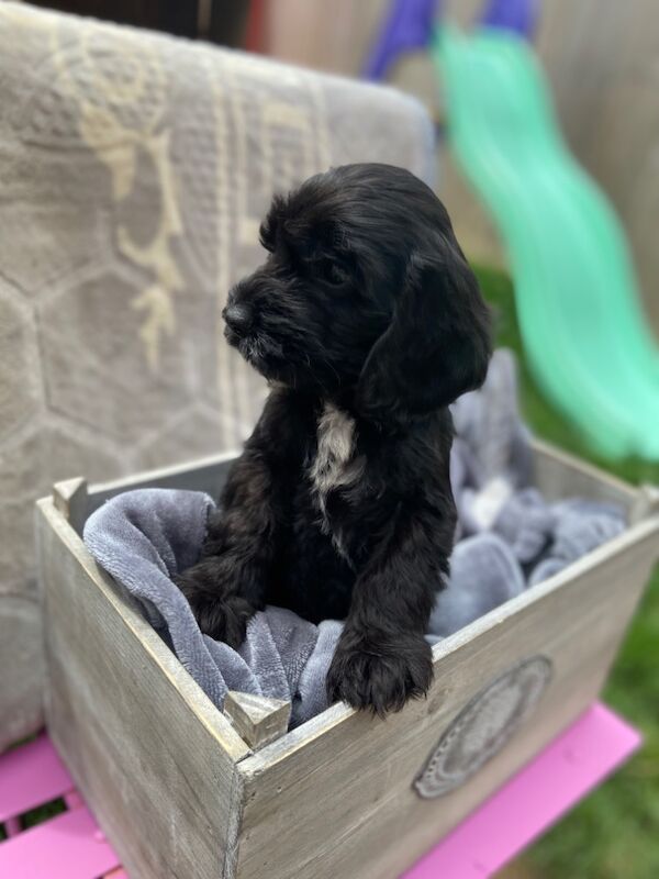 Cockapoo puppies for sale in Ashford, Kent – 7 weeks old - Image 2 of 15