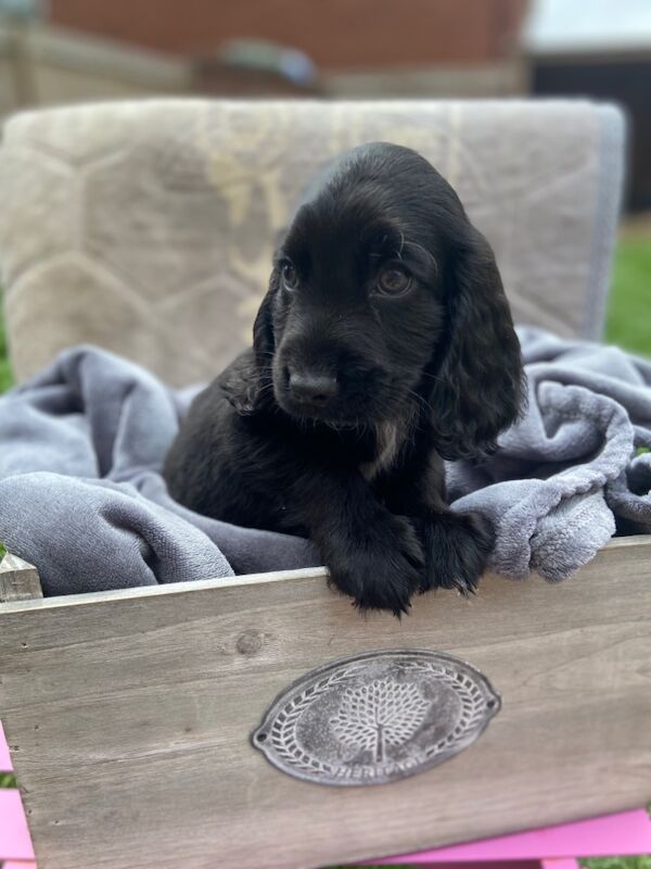 Cockapoo puppies for sale in Ashford, Kent – 7 weeks old - Image 3 of 15