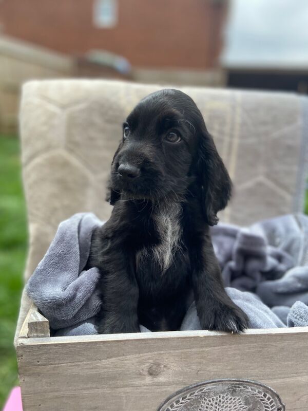 Cockapoo puppies for sale in Ashford, Kent – 7 weeks old - Image 4 of 15