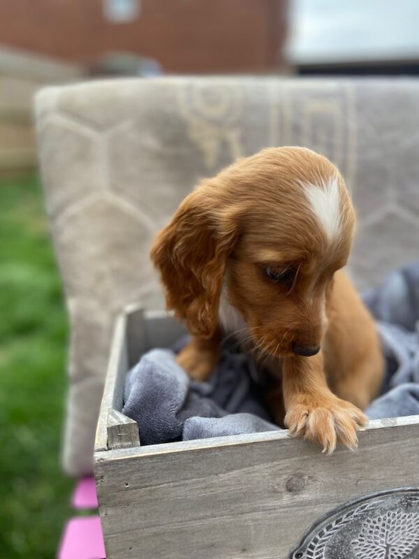 Cockapoo puppies for sale in Ashford, Kent – 7 weeks old - Image 5 of 15