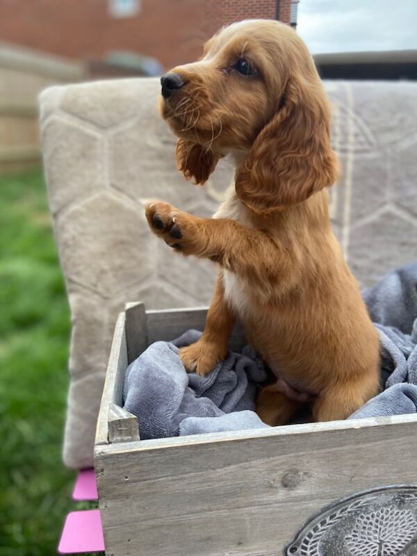 Cockapoo puppies for sale in Ashford, Kent – 7 weeks old - Image 6 of 15