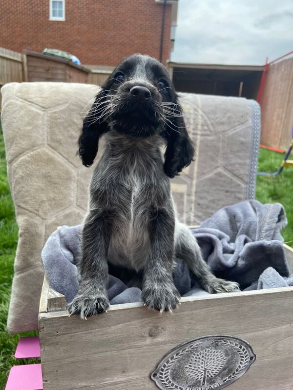 Cockapoo puppies for sale in Ashford, Kent – 7 weeks old - Image 7 of 15