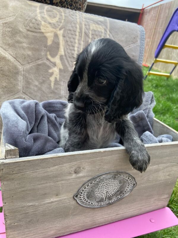 Cockapoo puppies for sale in Ashford, Kent – 7 weeks old - Image 8 of 15