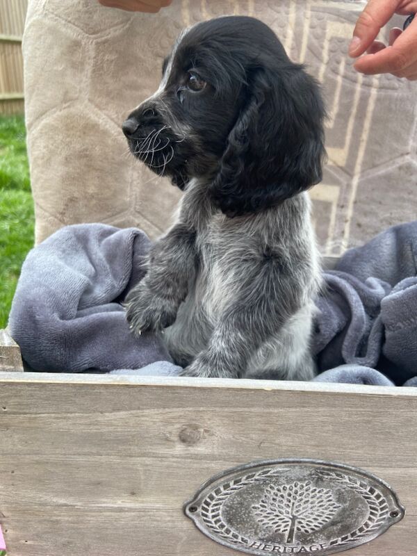 Cockapoo puppies for sale in Ashford, Kent – 7 weeks old - Image 9 of 15