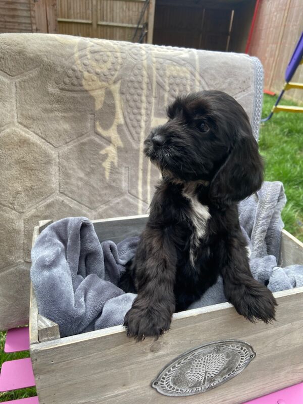 Cockapoo puppies for sale in Ashford, Kent – 7 weeks old - Image 10 of 15