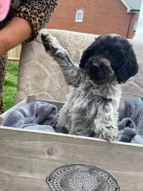 Cockapoo puppies for sale in Ashford, Kent – 7 weeks old - Image 11 of 15