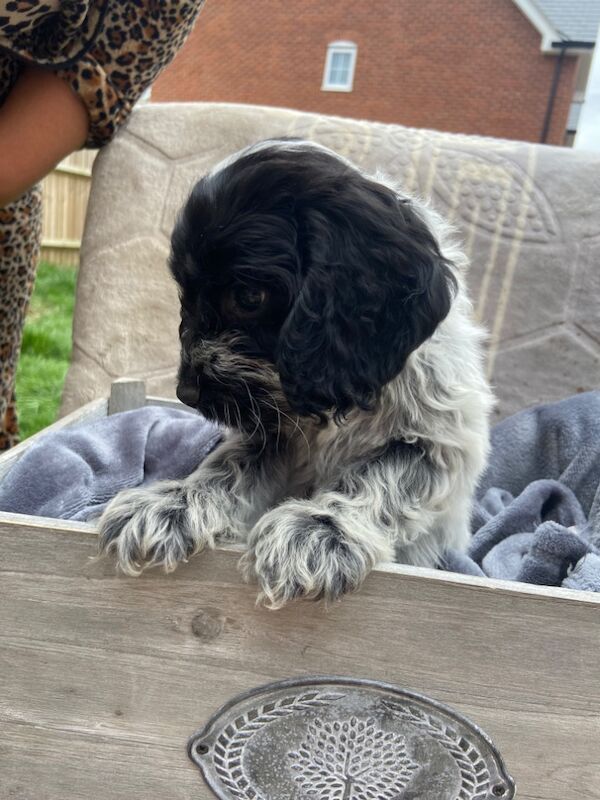 Cockapoo puppies for sale in Ashford, Kent – 7 weeks old - Image 12 of 15