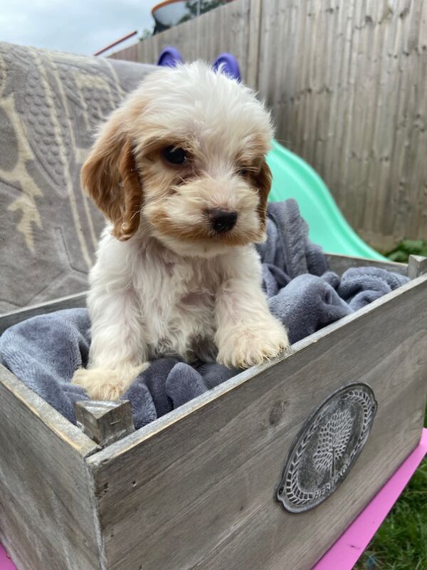 Cockapoo puppies for sale in Ashford, Kent – 7 weeks old - Image 13 of 15