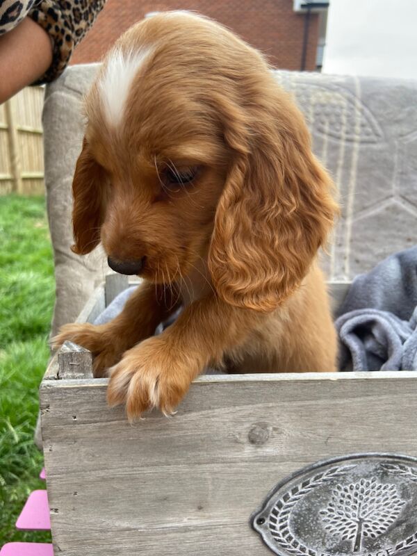 Cockapoo puppies for sale in Ashford, Kent – 7 weeks old - Image 14 of 15
