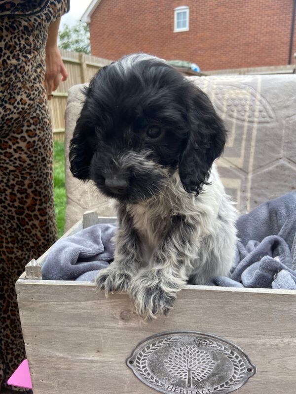 Cockapoo puppies for sale in Ashford, Kent – 7 weeks old - Image 15 of 15