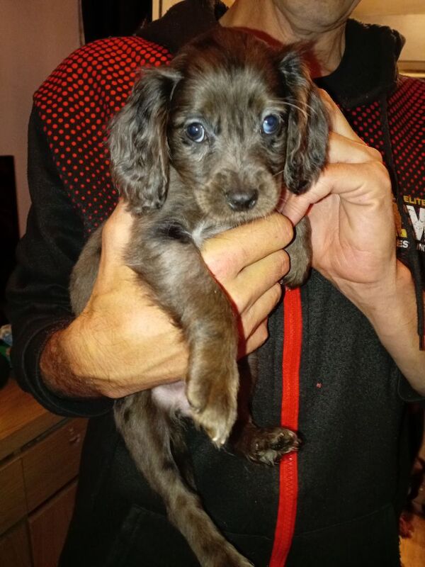 Cockapoo puppies for sale in London, Greater London – 8 weeks old - Image 2 of 11