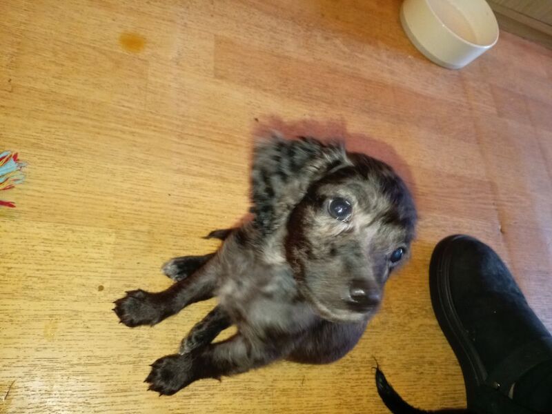 Cockapoo puppies for sale in London, Greater London – 8 weeks old - Image 3 of 11