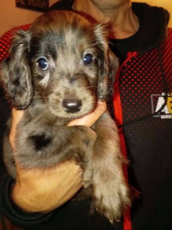 Cockapoo puppies for sale in London, Greater London – 8 weeks old - Image 4 of 11
