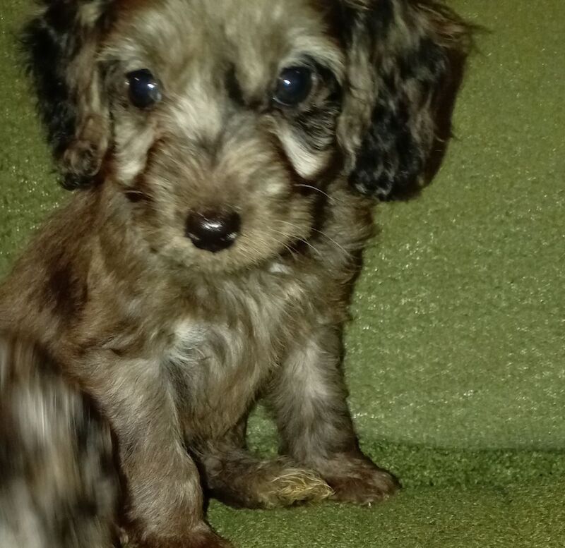 Cockapoo puppies for sale in London, Greater London – 8 weeks old - Image 5 of 11