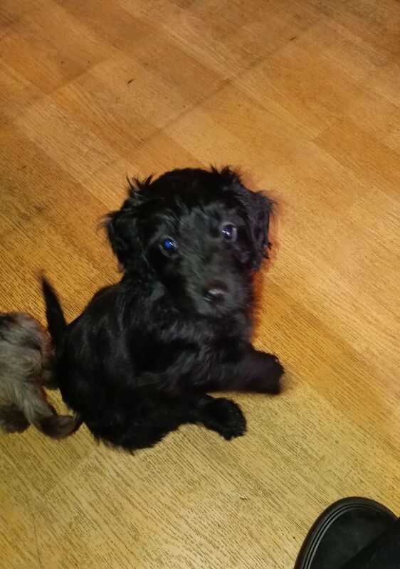 Cockapoo puppies for sale in London, Greater London – 8 weeks old - Image 6 of 11