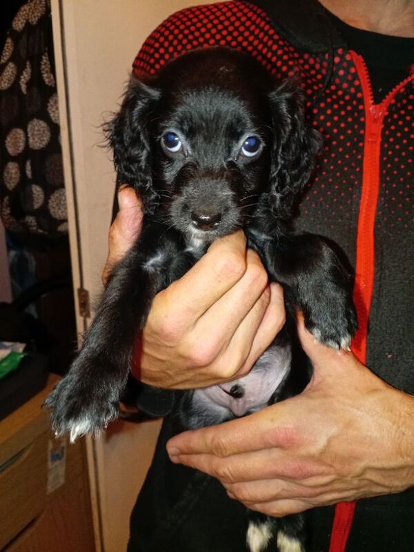 Cockapoo puppies for sale in London, Greater London – 8 weeks old - Image 7 of 11