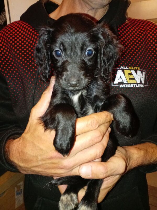 Cockapoo puppies for sale in London, Greater London – 8 weeks old - Image 8 of 11