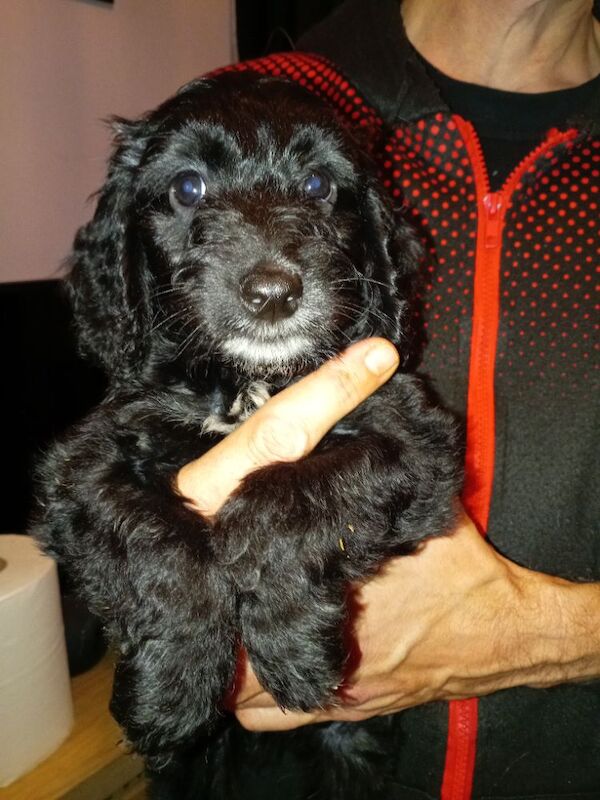 Cockapoo puppies for sale in London, Greater London – 8 weeks old - Image 9 of 11