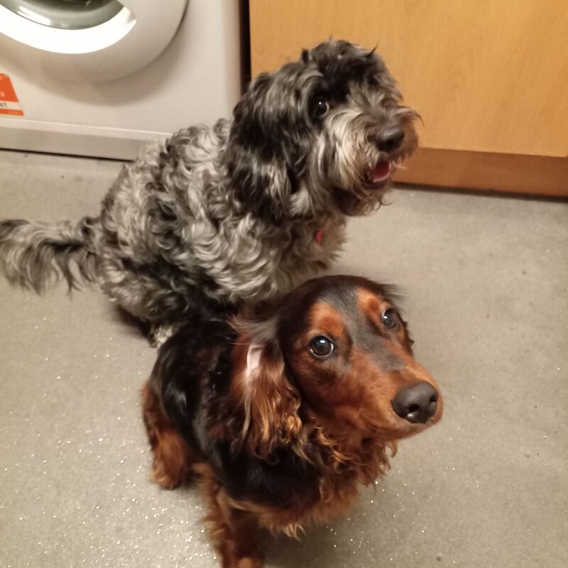 Cockapoo puppies for sale in London, Greater London – 8 weeks old - Image 10 of 11