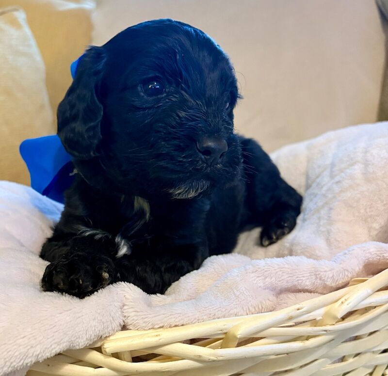 Cockapoo Puppies For Sale Under £1,000