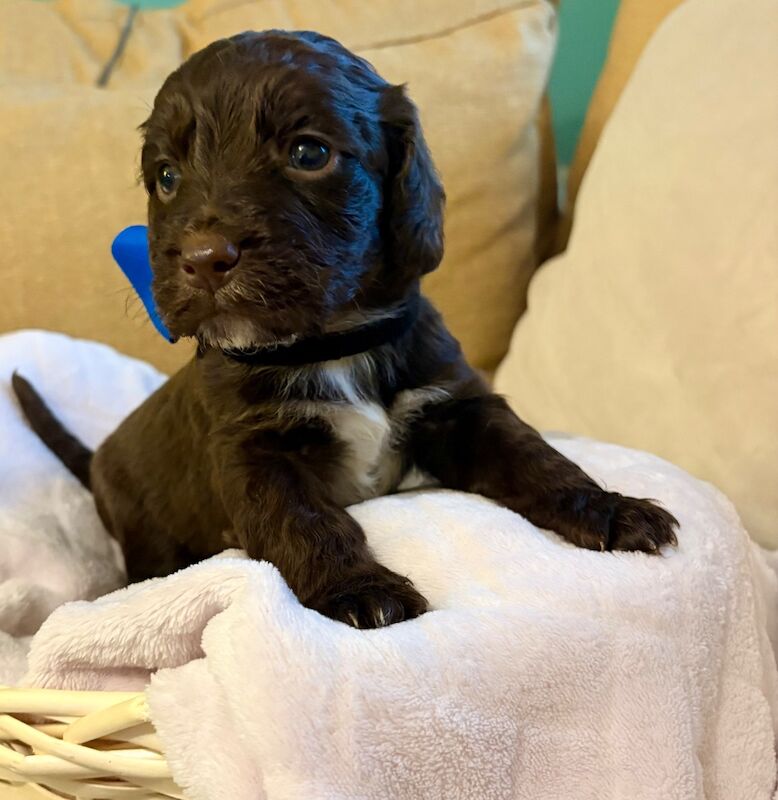 Cockapoo puppies - Image 2 of 9