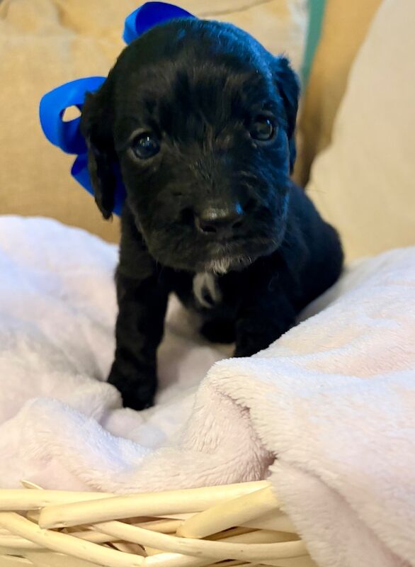 Cockapoo puppies - Image 3 of 9