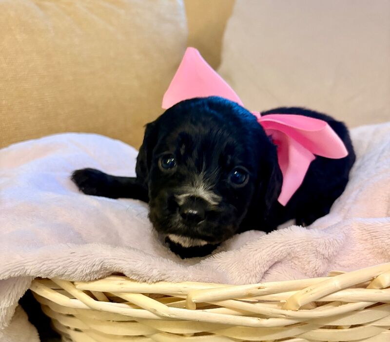 Cockapoo puppies - Image 4 of 9