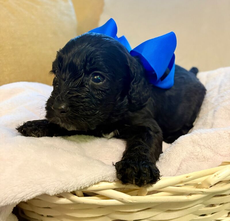 Cockapoo puppies - Image 5 of 9