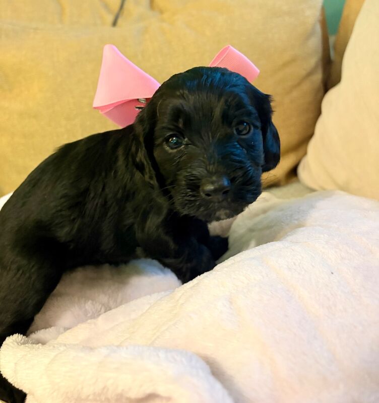Cockapoo puppies - Image 6 of 9
