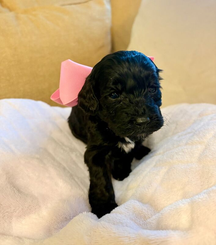 Cockapoo puppies - Image 7 of 9