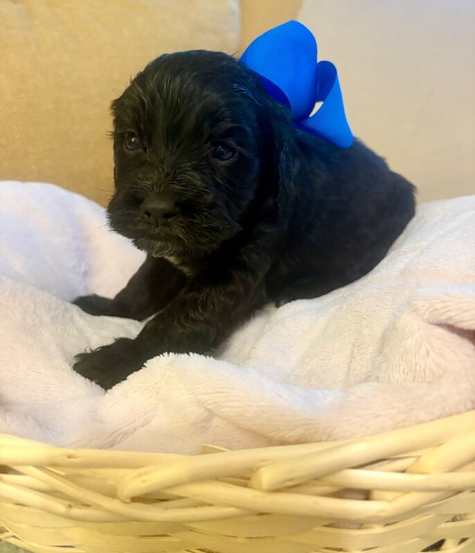 Cockapoo puppies - Image 8 of 9
