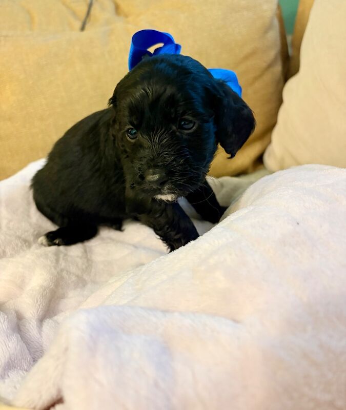 Cockapoo puppies - Image 9 of 9