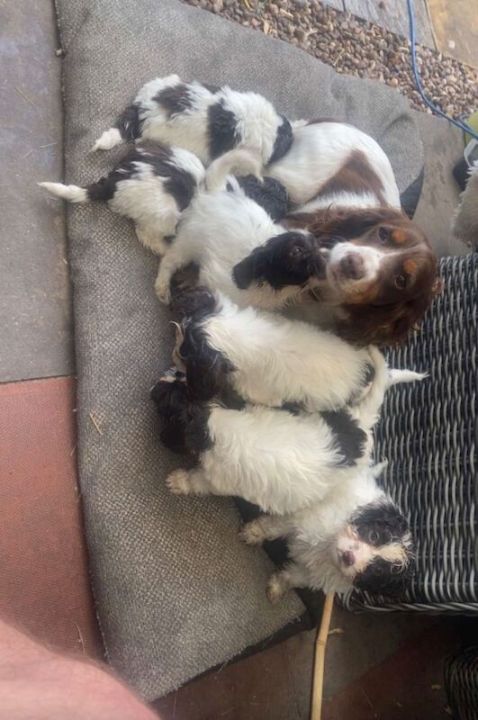 Cockapoo puppies