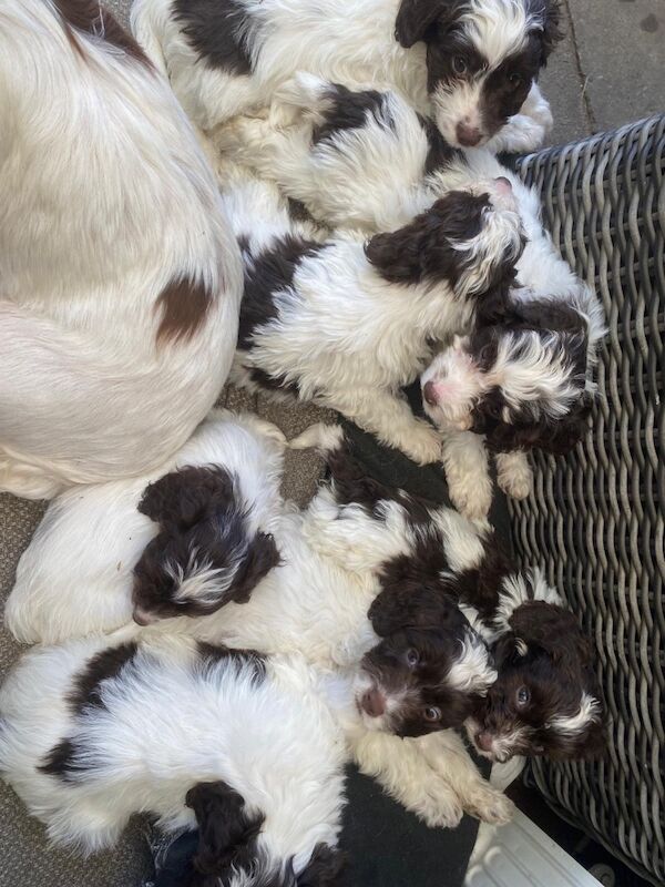 Cockapoo puppies - Image 2 of 6