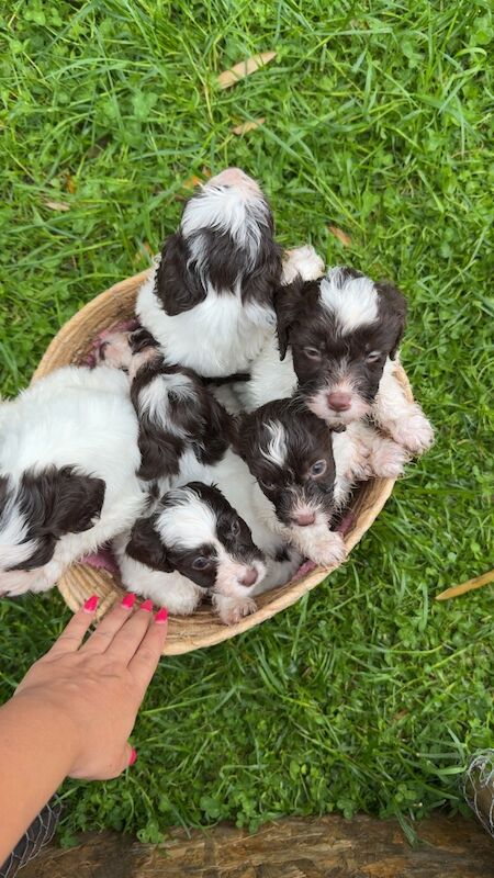 Cockapoo puppies - Image 3 of 6