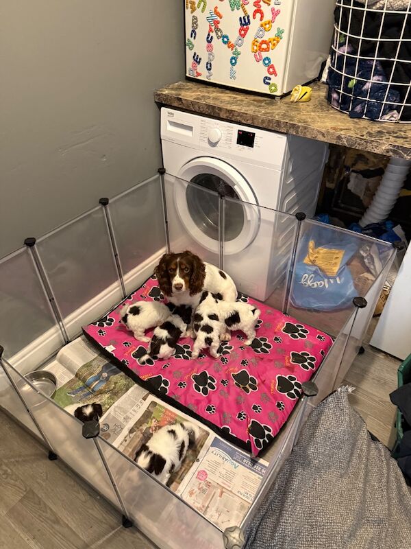 Cockapoo puppies - Image 6 of 6