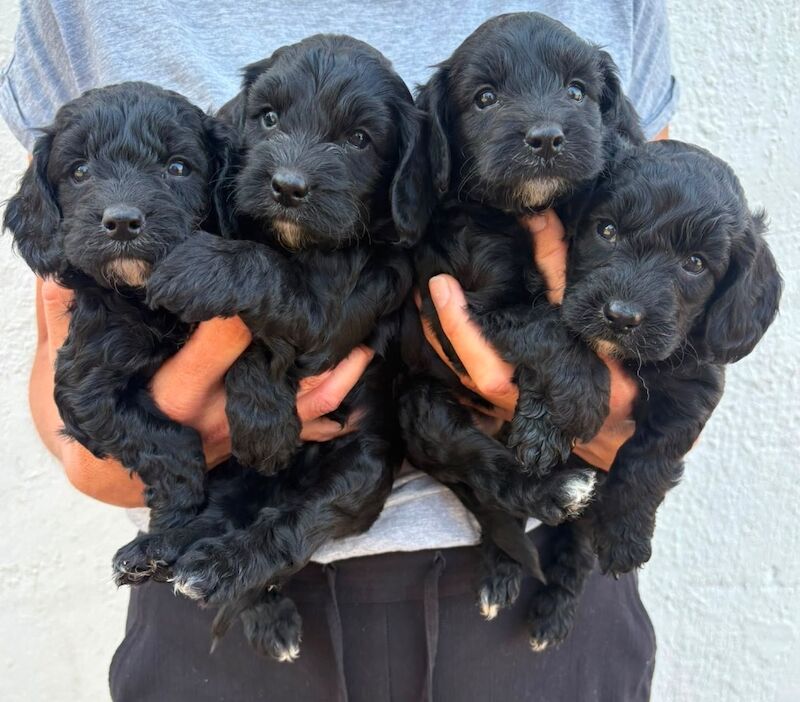 Cockapoo puppies