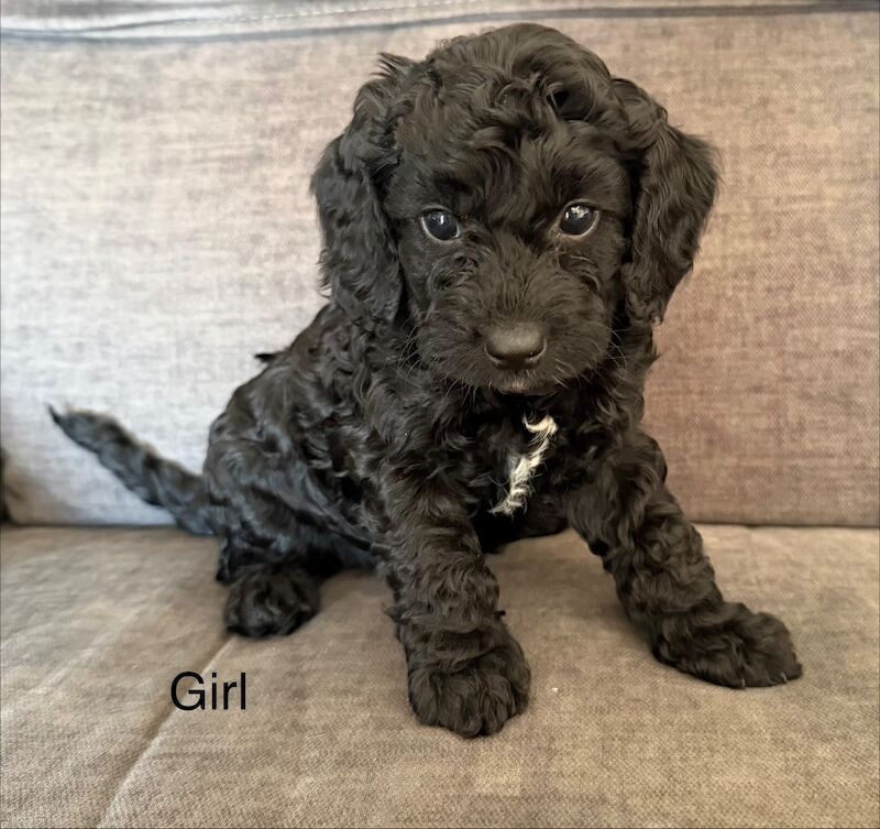 Cockapoo puppies