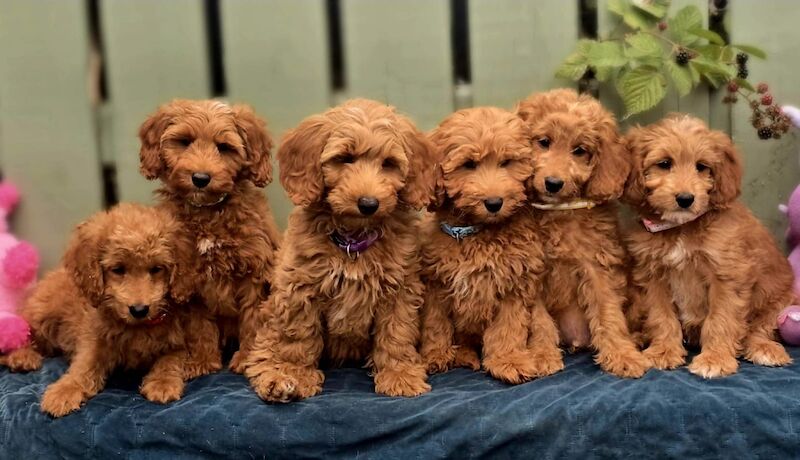 Cockapoo Puppies