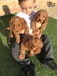 Cockapoo puppies